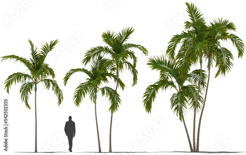 palmtree phoenix palm plant high quality cutout plant, for arch viz photo