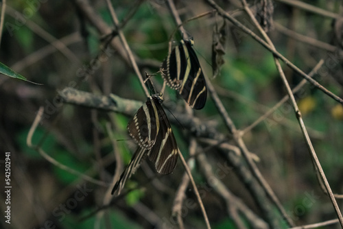 Pareja de mariposas
