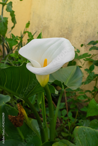 Flor Cala
