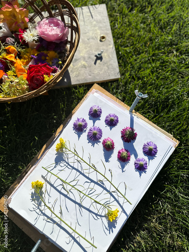 Various fresh flowers lie in a wicker basket. Herbarium preparation. The plants lie on paper and are ready to be dried under the press. Dry flowers are used for decorations. photo