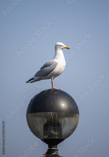 seagull on a post