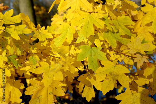 Yellow leaves of field maple (Acer campestre L.). Fall photo