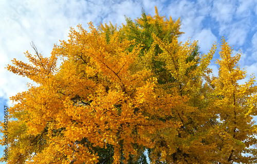 Картината върху платно Ginkgo biloba L. on an autumn day