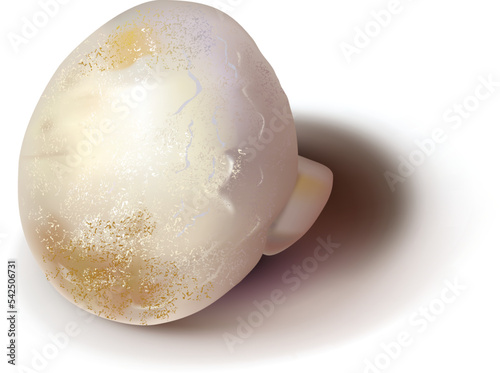 Vector champignon mushroom for cooking delicious food