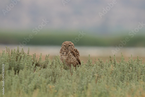 little owl taking sun on the plains