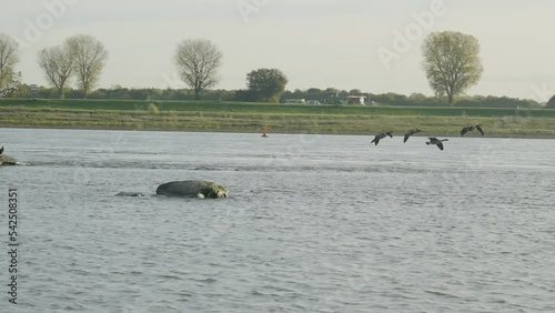A group of geese land on the river Rhine on the water in bright sunlight