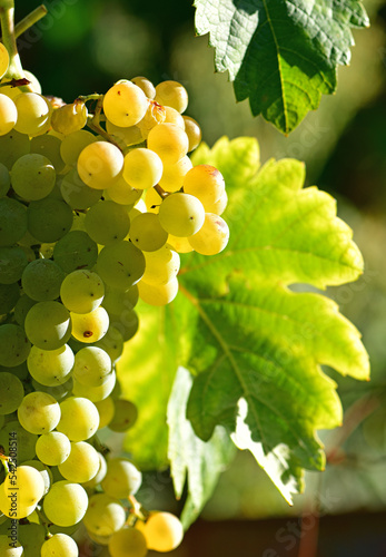 Galician white grape on the vine