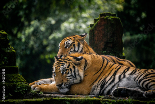 2 tiger in top of a stone ruin building