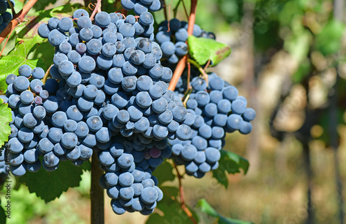 red grapes in Galicia, harvest time