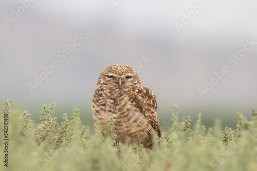little owl taking sun on the plains