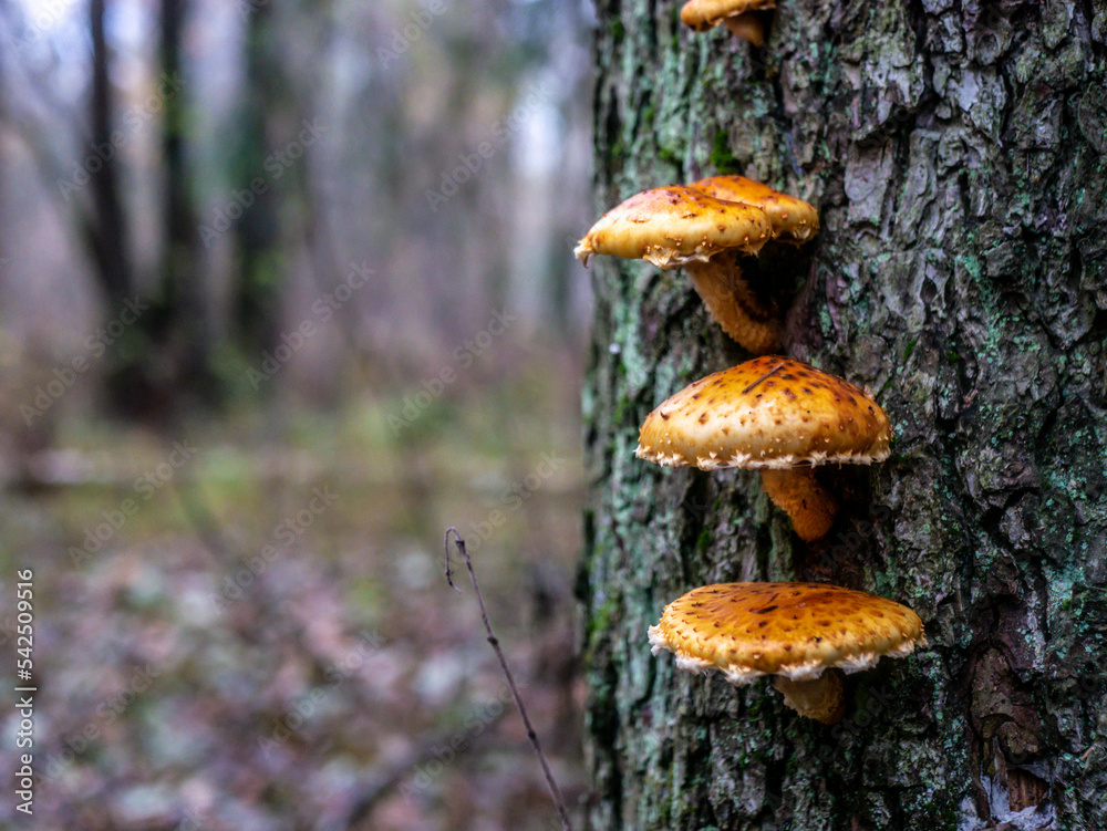 Fototapeta premium A bunch of mushrooms germinated in a tree. Mushrooms growing on a tree. color nature