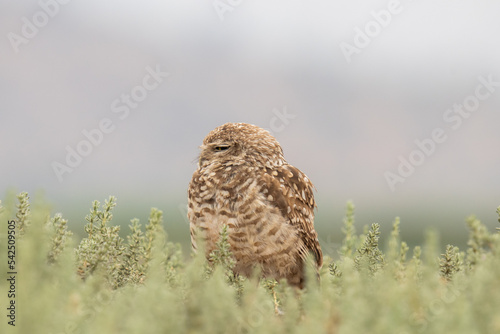 little owl taking sun on the plains