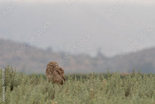 little owl taking sun on the plains