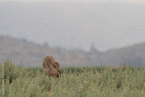 little owl taking sun on the plains