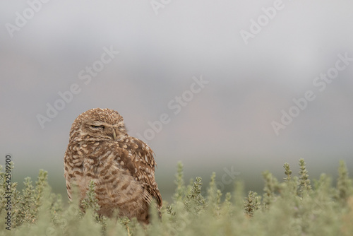 little owl taking sun on the plains