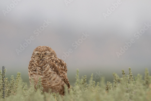 little owl taking sun on the plains