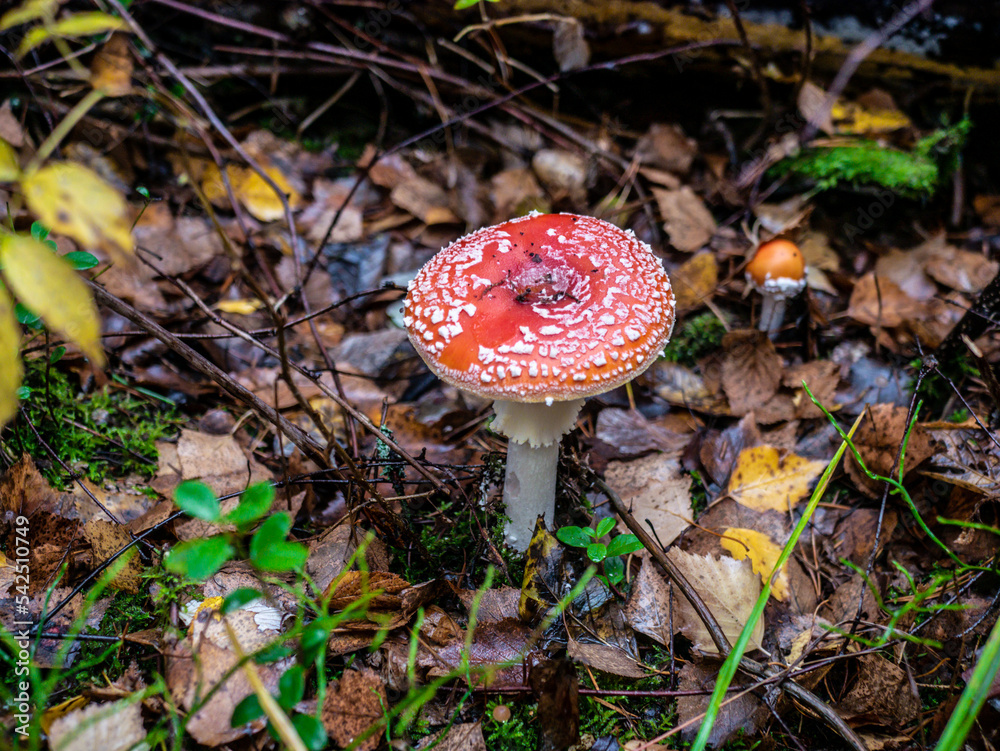 Mushroom Fly agaric. Mushrooms in the autumn forest. Red fly agaric. Autumn mushrooms. Mushroom Fly agaric. Mushrooms in the autumn forest. Red fly agaric. Autumn mushrooms.