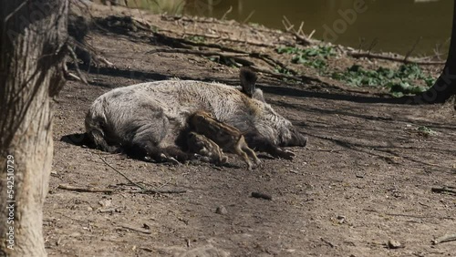 Wild boar - Sus scrofa - a female that lies on the ground and feeds small piglets.