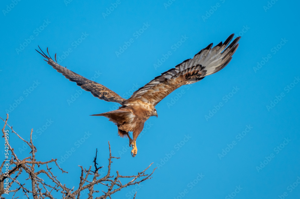 Fototapeta premium Kızıl şahin » Long-legged Buzzard » Buteo rufinus