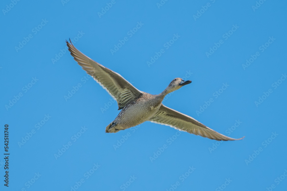 Obraz premium Yeşilbaş » Mallard » Anas platyrhynchos