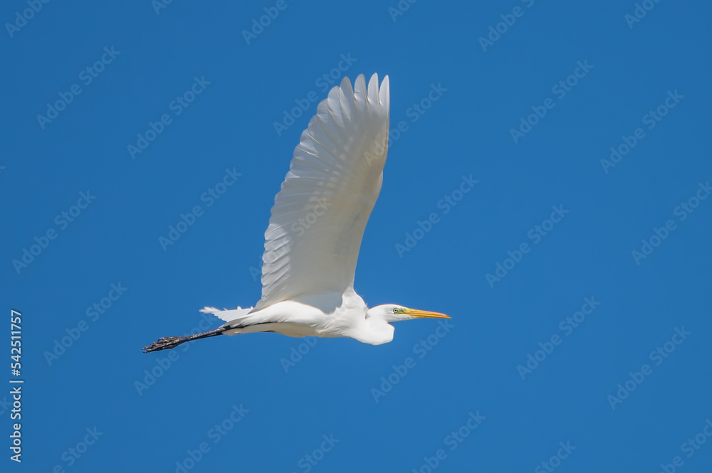 Obraz premium Büyük ak balıkçıl » Great Egret » Ardea alba