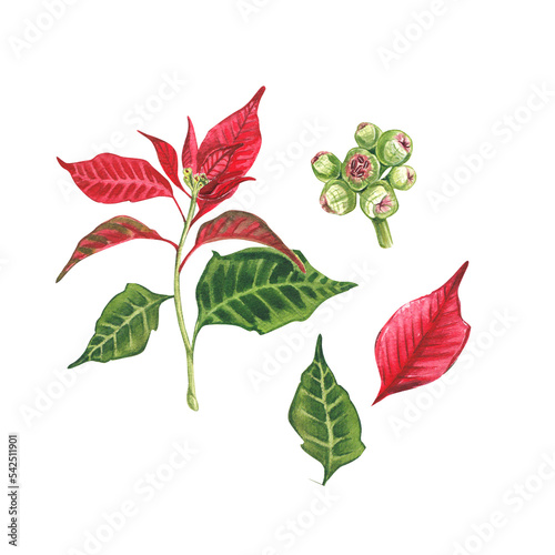 Set of Poinsettia, a Christmas flower on a white background. Watercolor illustration of a red poinsettias. Euphorbia pulcherrima. Christmas Star. Star of Bethlehem. The New Year's plant, design, pack.
