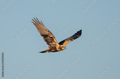 Saz delicesi » Western Marsh Harrier » Circus aeruginosus
 photo