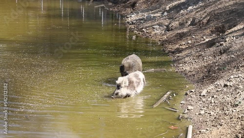 The wild boar - Sus scrofa - bathes in the forest and by the water in its natural habitat.