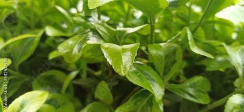 Wallpaper Mural close up of green leaves Torontodigital.ca