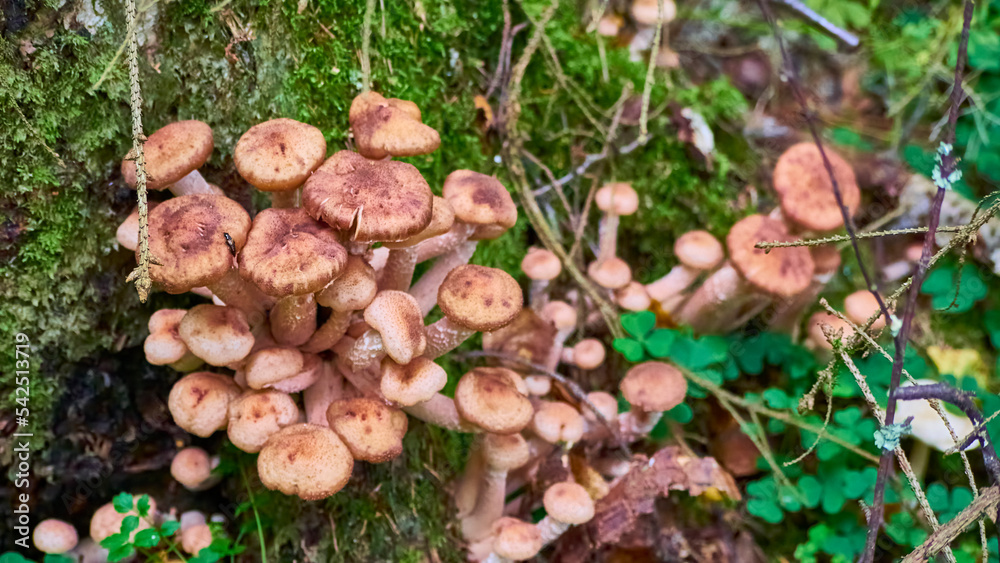 Armillaria mellea mushrooms close-up in autumn macro photography taken during the day in clear weather Armillaria mellea mushrooms close-up in autumn macro photography taken during the day in clear weather
