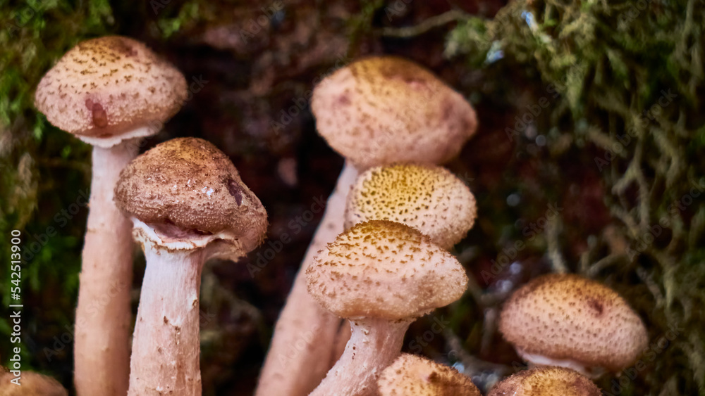 Armillaria mellea mushrooms close-up in autumn macro photography taken during the day in clear weather Armillaria mellea mushrooms close-up in autumn macro photography taken during the day in clear weather