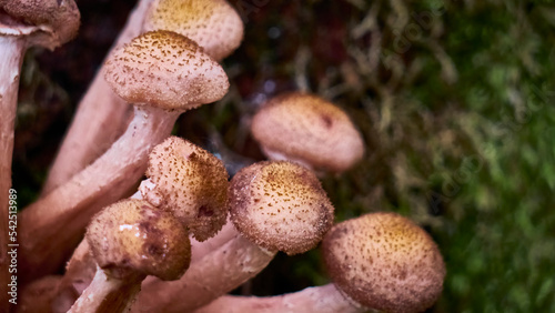 Armillaria mellea mushrooms close-up in autumn macro photography taken during the day in clear weather