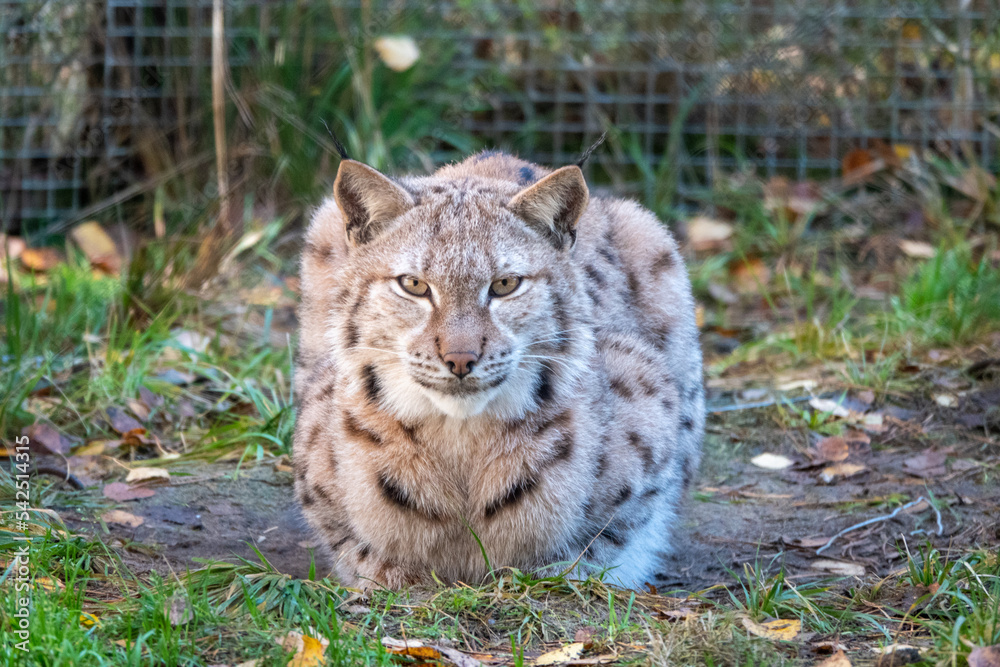 Obraz premium Eurasian lynx in winter forest nature, Vladimir