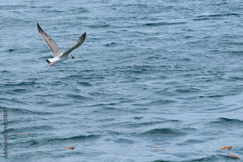 A seagull soaring over the sea.