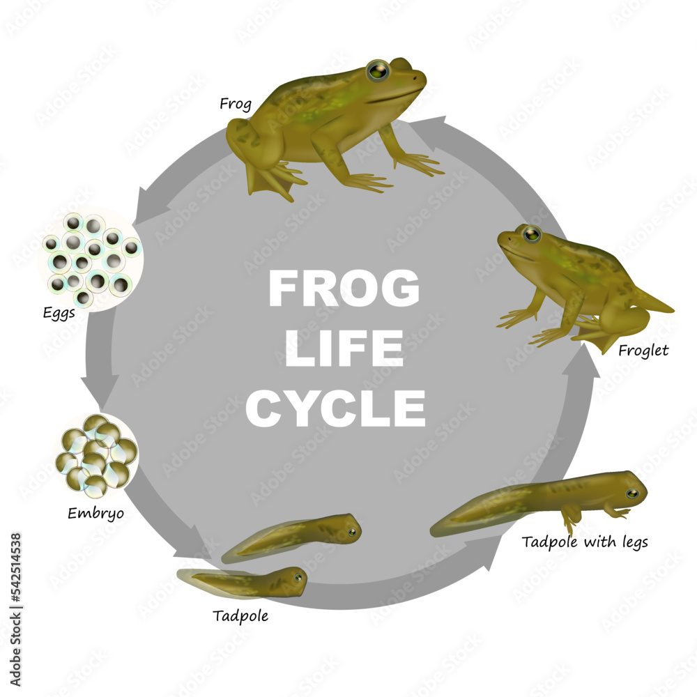 Life cycle of a frog. Froglet, Frog,Tadpole with legs, Tadpole, Embryo