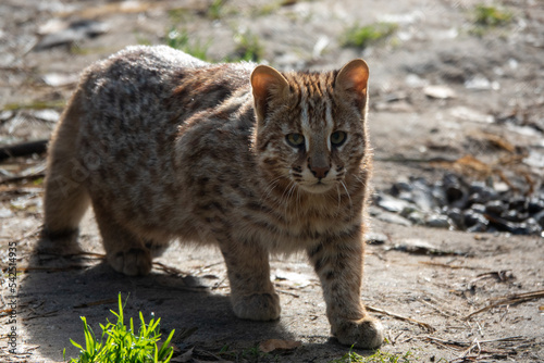 Amur leopard cat Prionailurus bengalensis euptilurus in forest photo