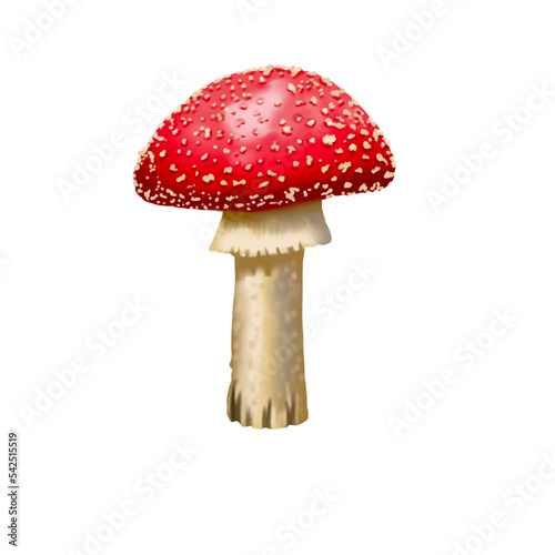 Watercolor red fly agaric. Realistic fly agaric mushroom. Poisonous mushroom PNG