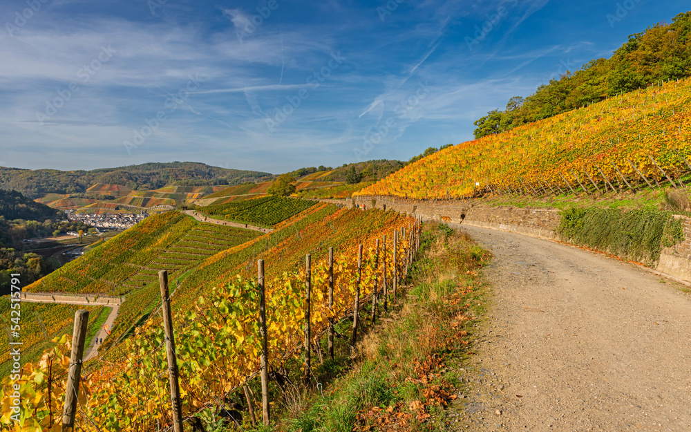Der Rotweinwanderweg bei Dernau an der Ahr im Goldenen Oktober 2022; Deutschland