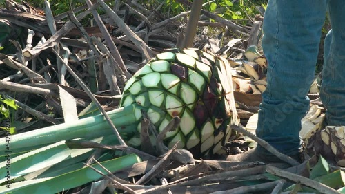 Mexican man shrimping agave to make tequila