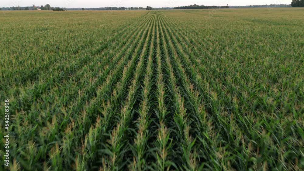 Drone flying over wheat field during sunset, sunrise. Sunrays coming through. Young farm wheat field. Endless green agricultural farm cornfield. Harvest and harvesting concept. Drone flying over wheat field during sunset, sunrise. Sunrays coming through. Young farm wheat field. Endless green agricultural farm cornfield. Harvest and harvesting concept.