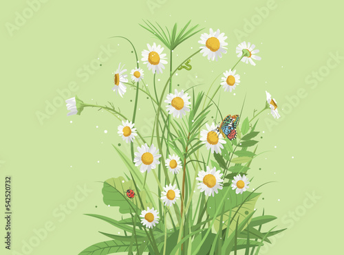 Bouquet of white field daisies. Gentle vector illustration. Flowers, grass and leaves, ladybug, caterpillar and butterfly in the meadow. Design element for placement on a package or poster.