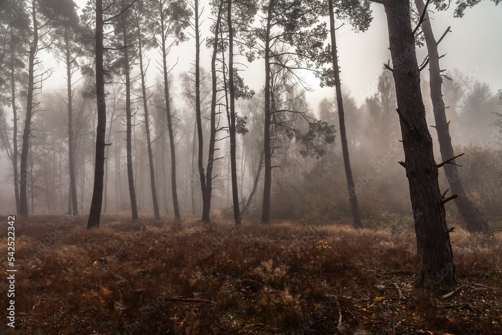 Misty autumn forest in the mist