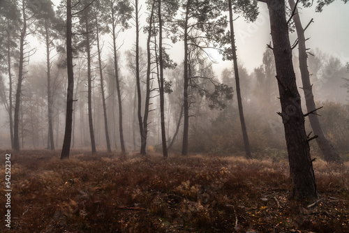 Obraz na płótnie Misty autumn forest in the mist w salonie