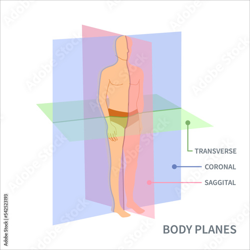 Body anatomical position diagram. Sagittal, coronal and transverse scanning plane types shown on a male body. Medical concept. Vector illustration. photo