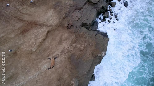 Sea Lions Fighting In The Wilds La Jolla 4K Drone Footage