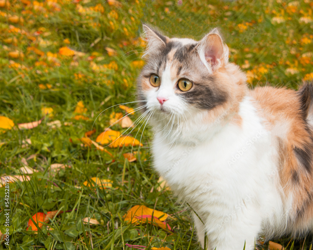 Autumn outdoor cat fluffy portrait beautiful pet cute