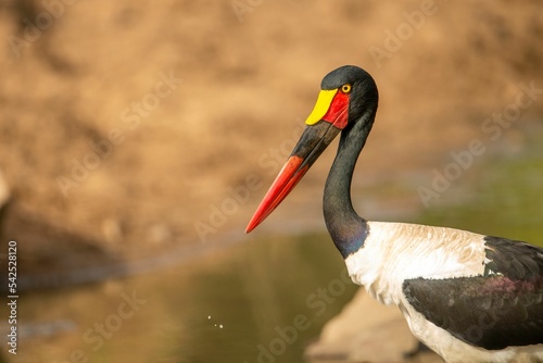 Closeup shot of a Saddle-billed jabiru bird near the pond in the Kruger National