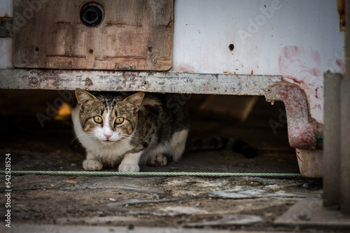 Die Katzen der Insel Paros photo