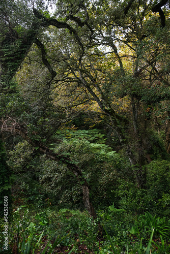 lush green forest © Gilliard