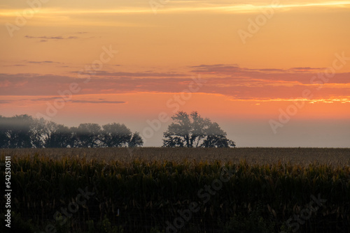 dramatic foggy sunrise landscape of trees and field of corn © Bill Keefrey